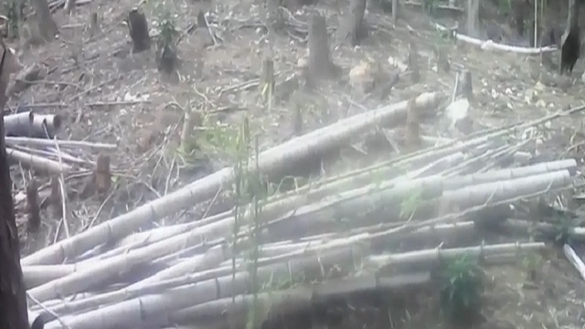 昨年の竹の伐採