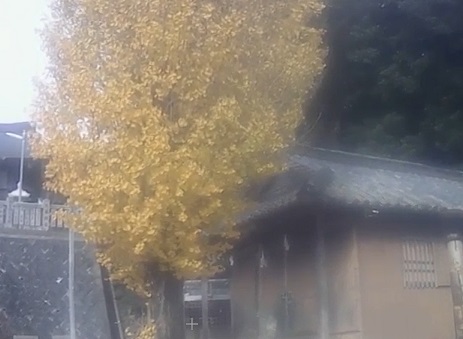 イチョウの木の落葉